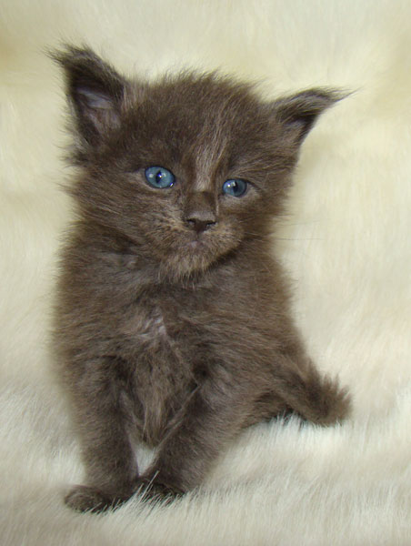 ���� ��� ������� ��������� Catsvill County!  ���� ����! ������ ������ ���� ���! ���� ��� ������ ������ � ����� ����!!! �������� ���� ����� Catsvill County +7-926-544-74-09  ���� ��� �������� ������. ���� ��� ������, ���� ��� �������, ���� ��� ������,  ���� ��� ����, ���� ��� ��������, ���� ����,  ������ ������ ���� ���,  ������ ����-����, ����� ������� ������ �����, ����� ����� ������!